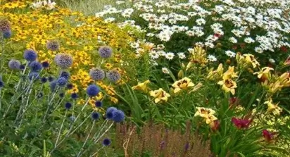 Coolquay_Perennials