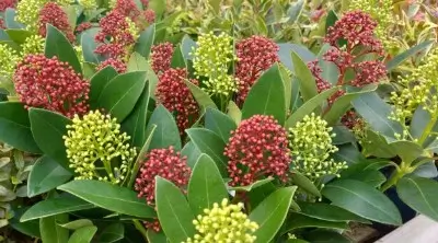 Coolquay_Shrubs